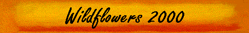 Wildflowers 2000