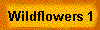 Wildflowers 1