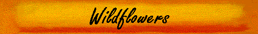 Wildflowers