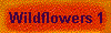 Wildflowers 1
